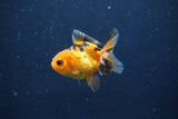 Baby Thai Oranda  Red Black 2 Inch (ID#1022ToPTD-14) Free2Day SHIPPING