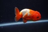 Juvenile Lionchu  Red White 3.5 Inch (ID#0103R11a-15) Free2Day SHIPPING