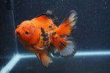 Thai Oranda  Tricolor 5.5 Inch (ID#415T7b-83)