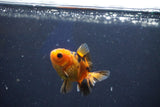 Baby Thai Oranda  Red Black 2 Inch (ID#1022ToPTD-14) Free2Day SHIPPING