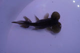 Bubble Eye  Black 4 Inch (ID#311Be12c-78) Free2Day SHIPPING