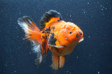 Thai Oranda  Tricolor 5.5 Inch (ID#415T7b-83)