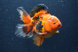 Thai Oranda  Tricolor 5.5 Inch (ID#415T7b-83)