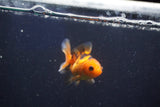 Baby Thai Oranda  Red Black 2 Inch (ID#1022ToPTD-14) Free2Day SHIPPING