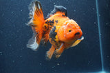 Thai Oranda  Tricolor 5.5 Inch (ID#415T7b-83)