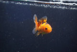 Baby Thai Oranda  Red Black 2 Inch (ID#1022ToPTD-14) Free2Day SHIPPING