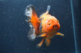 Thai Oranda  Tricolor 5.5 Inch (ID#415T7b-83)