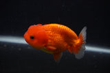 Juvenile Lionchu  Red White 3.5 Inch (ID#0103R11a-16) Free2Day SHIPPING