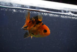 Baby Thai Oranda  Red Black 2 Inch (ID#1022ToPTD-14) Free2Day SHIPPING