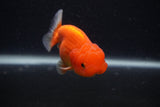 Juvenile Lionchu  Red White 3.5 Inch (ID#0103R11a-16) Free2Day SHIPPING