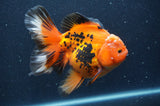 Thai Oranda  Tricolor 5.5 Inch (ID#415T7b-83)
