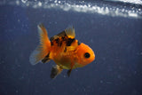 Baby Thai Oranda  Red Black 2 Inch (ID#1022ToPTD-14) Free2Day SHIPPING