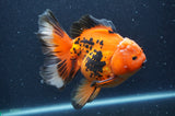 Thai Oranda  Tricolor 5.5 Inch (ID#415T7b-83)