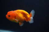 Juvenile Lionchu  Red White 3.5 Inch (ID#0103R11a-16) Free2Day SHIPPING