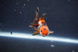 Baby Thai Oranda  Tricolor 2.5 Inch (ID#1022ToPTD-15) Free2Day SHIPPING