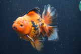Thai Oranda  Tricolor 5.5 Inch (ID#415T7b-83)