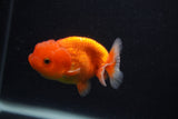 Juvenile Lionchu  Red White 3.5 Inch (ID#0103R11a-16) Free2Day SHIPPING