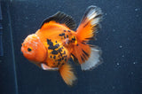 Thai Oranda  Tricolor 5.5 Inch (ID#415T7b-83)