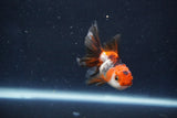 Baby Thai Oranda  Tricolor 2.5 Inch (ID#1022ToPTD-15) Free2Day SHIPPING