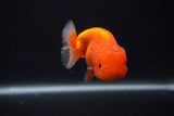 Juvenile Lionchu  Red White 3.5 Inch (ID#0103R11a-16) Free2Day SHIPPING