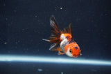 Baby Thai Oranda  Tricolor 2.5 Inch (ID#1022ToPTD-15) Free2Day SHIPPING