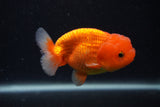 Juvenile Lionchu  Red White 3.5 Inch (ID#0103R11a-16) Free2Day SHIPPING