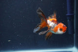 Baby Thai Oranda  Tricolor 2.5 Inch (ID#1022ToPTD-15) Free2Day SHIPPING