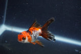 Baby Thai Oranda  Tricolor 2.5 Inch (ID#1022ToPTD-15) Free2Day SHIPPING