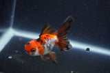 Baby Thai Oranda  Tricolor 2.5 Inch (ID#1022ToPTD-15) Free2Day SHIPPING