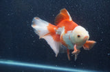 Thai Oranda  Red White 6.5 Inch (ID#415T7b-84)