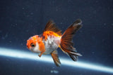 Baby Thai Oranda  Tricolor 2.5 Inch (ID#1022ToPTD-15) Free2Day SHIPPING