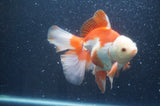 Thai Oranda  Red White 6.5 Inch (ID#415T7b-84)