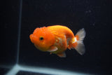 Juvenile Lionchu  Red White 3.5 Inch (ID#0103R11a-17) Free2Day SHIPPING