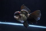 Thai Oranda  Tricolor 5.5 Inch (ID#1210To6b-103)