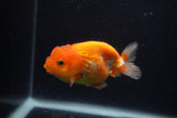 Juvenile Lionchu  Red White 3.5 Inch (ID#0103R11a-17) Free2Day SHIPPING