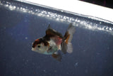 Baby Thai Oranda  Tricolor 2.5 Inch (ID#1022ToPTD-16) Free2Day SHIPPING