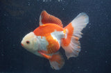 Thai Oranda  Red White 6.5 Inch (ID#415T7b-84)