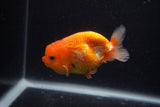 Juvenile Lionchu  Red White 3.5 Inch (ID#0103R11a-17) Free2Day SHIPPING