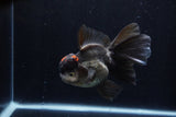 Thai Oranda  Tricolor 5.5 Inch (ID#1210To6b-103)