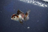 Baby Thai Oranda  Tricolor 2.5 Inch (ID#1022ToPTD-16) Free2Day SHIPPING