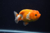 Juvenile Lionchu  Red White 3.5 Inch (ID#0103R11a-17) Free2Day SHIPPING