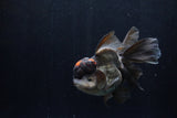 Thai Oranda  Tricolor 5.5 Inch (ID#1210To6b-103)