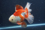 Thai Oranda  Red White 6.5 Inch (ID#415T7b-84)