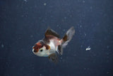 Baby Thai Oranda  Tricolor 2.5 Inch (ID#1022ToPTD-16) Free2Day SHIPPING