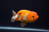 Juvenile Lionchu  Red White 3.5 Inch (ID#0103R11a-17) Free2Day SHIPPING