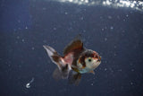 Baby Thai Oranda  Tricolor 2.5 Inch (ID#1022ToPTD-16) Free2Day SHIPPING