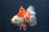 Thai Oranda  Red White 6.5 Inch (ID#415T7b-84)