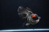 Thai Oranda  Tricolor 5.5 Inch (ID#1210To6b-103)