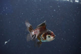 Baby Thai Oranda  Tricolor 2.5 Inch (ID#1022ToPTD-16) Free2Day SHIPPING