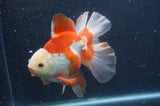 Thai Oranda  Red White 6.5 Inch (ID#415T7b-84)